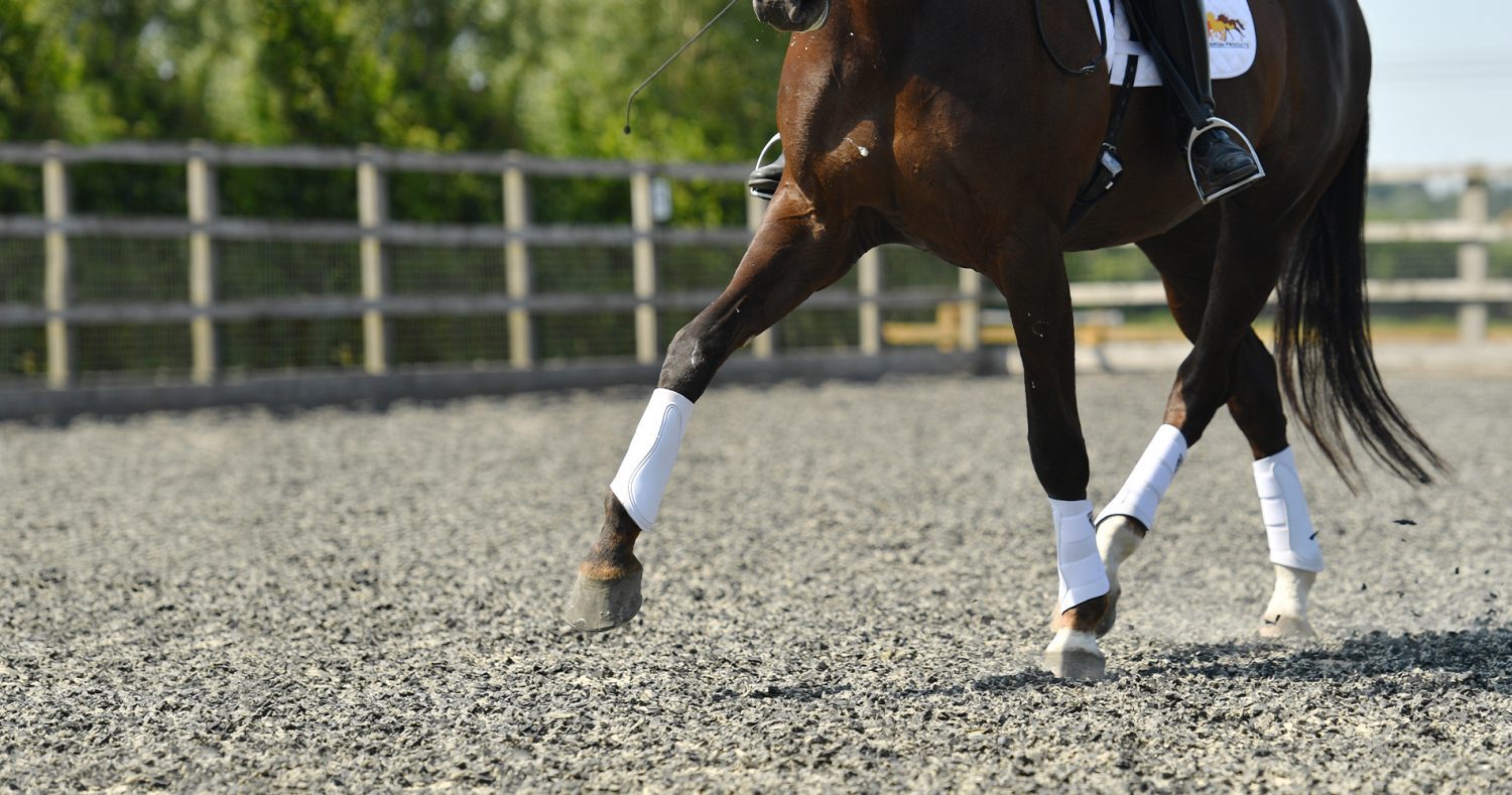 WOOF WEAR Dressage Wraps 1 Pair for Schooling Dressage or Training HORSE PONY